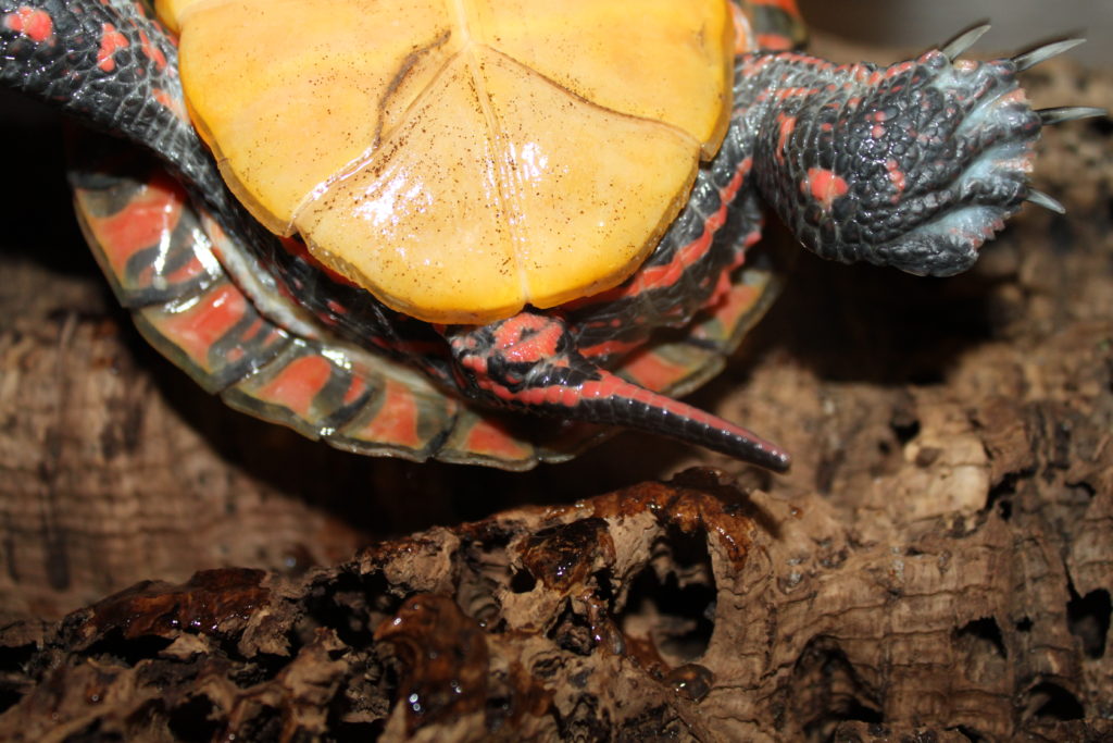 Geschlechtserkennung bei Schildkröten | chrysemys.com