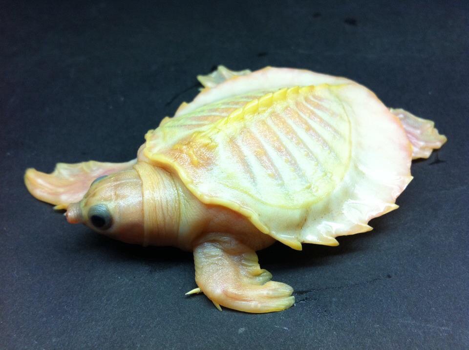 albino pig nosed turtle | Chrysemys.com